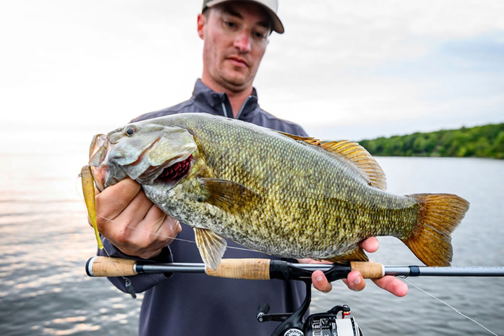 Once lakes begin to turn over smallmouth concentrate closer to their deep water winter habitats, making them susceptible to well-presented dropshot rigs.