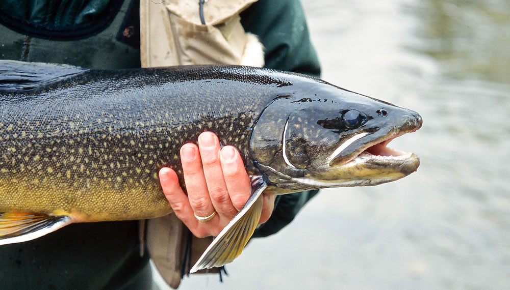 Shore fishing provides the chance to catch deep water lake trout without need of a boat. 