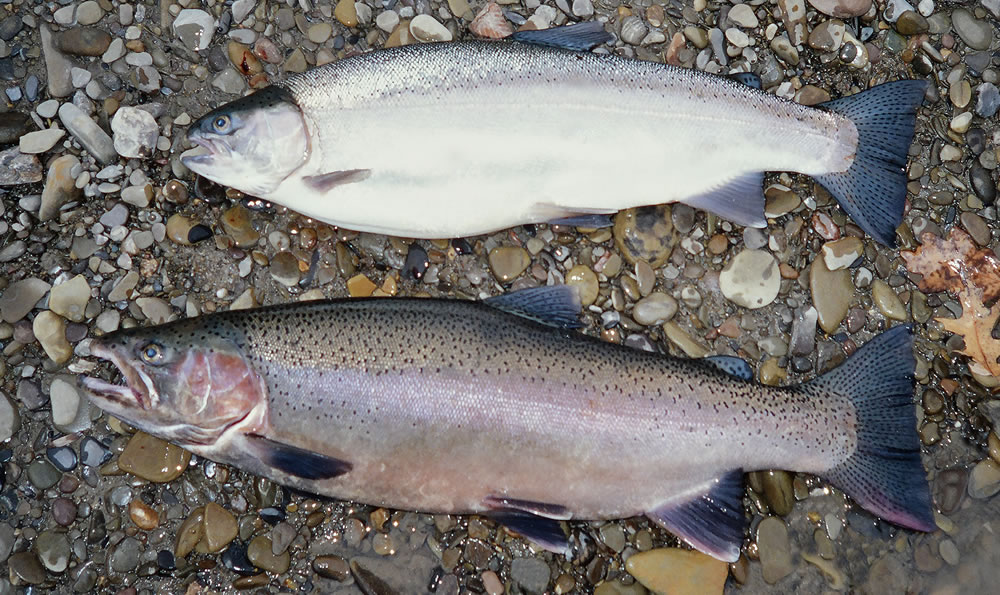 Most of the fish you'll catch off Great Lakes beaches at this time of year will be rainbow trout, but any species that swims in the Great Lakes is possible. 