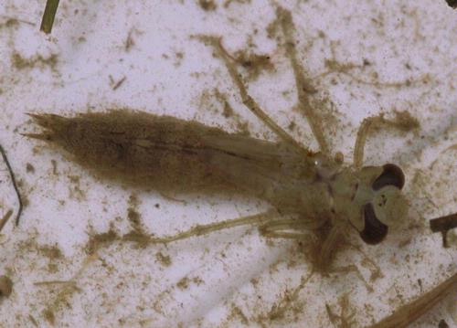 Dragonfly+larvae+identification