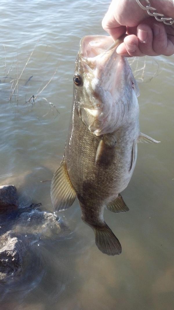 Litton's Fishing Lines: Clinton Reservoir Bass, Pickerel, Big Bluegill
