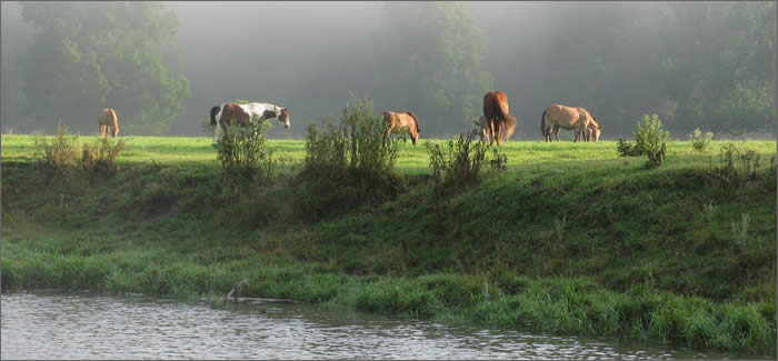 Horses Watching...