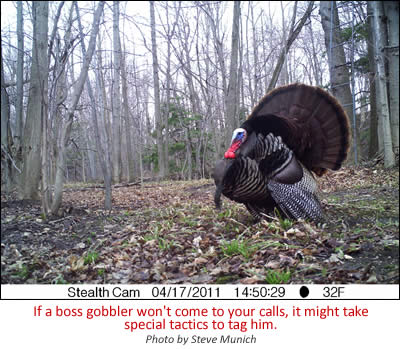If a boss gobbler won't come to your calls, it might take special tactics to tag him.