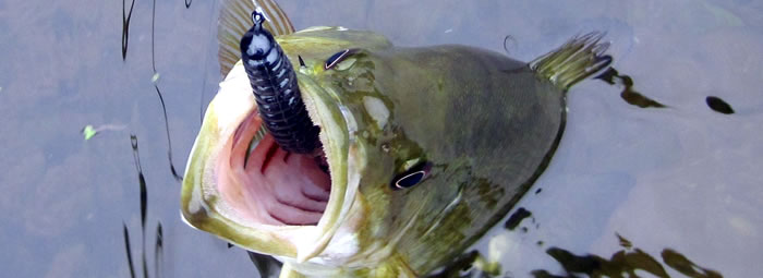 Anatomy of Successfully Swimming Grubs for Smallmouth Bass