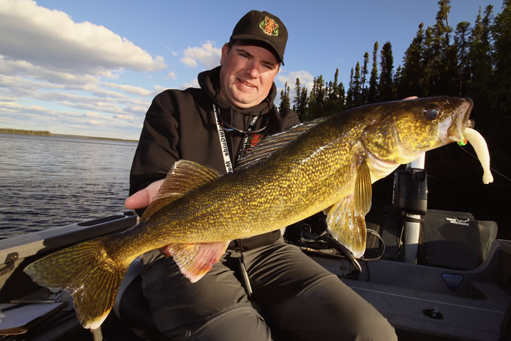 Veteran walleye angler Jason Mitchell has embraced pork for tipping jigs in situations that traditionally called for live bait or soft plastics.  Pork Meat products often fish better than soft plastics because of the added durability combined with the fact that fish hold on to pork much longer than soft plastics.