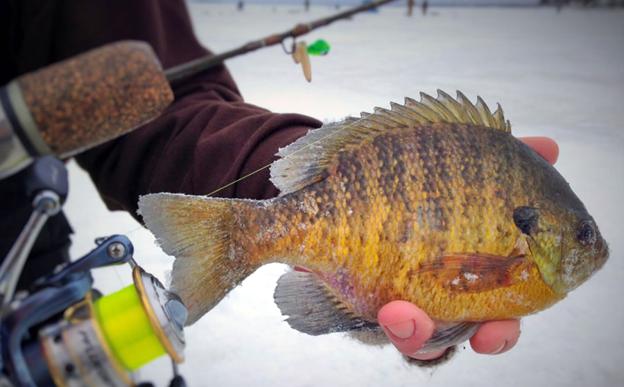 Top Baits For Icing Winter Panfish Outdoor News, 55% OFF