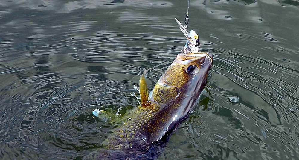Walleye Fishing Heats Up With The Cooler Fall Temps