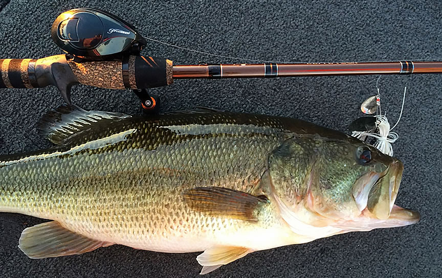 Starting out by covering water in high percentage spots with search baits like crankbaits or spinnerbaits tells you a lot very quickly, including how active the fish are on a given day.
