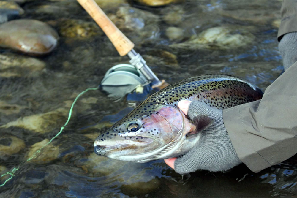 In colder water steelhead hold close to bottom and won't move far for a bait, making bead head nymphs invaluable.
