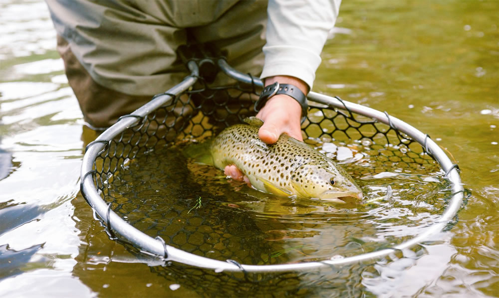 It's not just steelhead - bead heads are equally effective on brown trout as well.