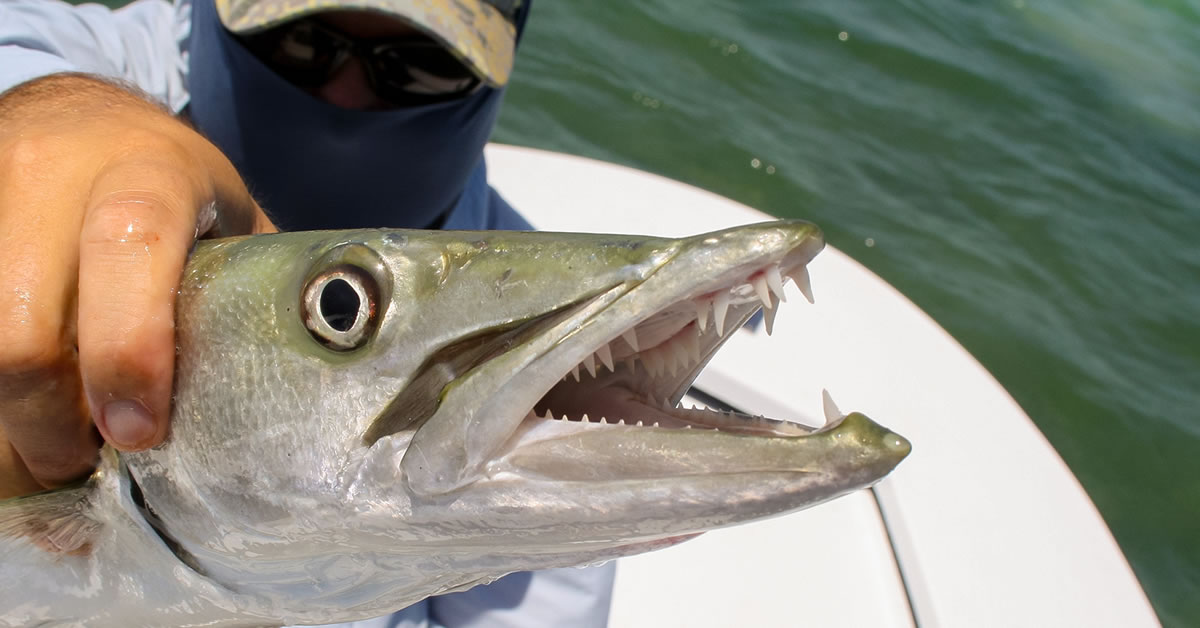 Anglers who like tooth critters like pike and muskie will absolutely love barracuda, which are a great way to stretch out your open water season.
