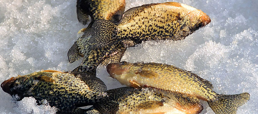 Ice Fishing Inland Trout - Ice fishing for inland trout is extremely popular and insanely fun.