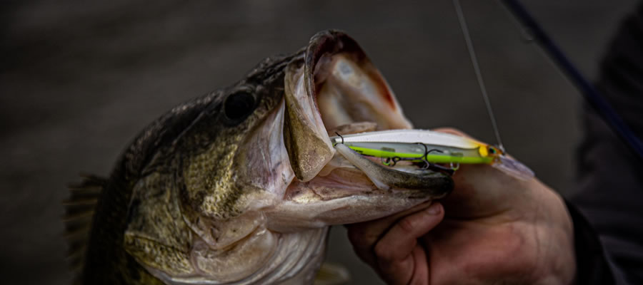 Techniques for Better Bassin': Part Two - Regardless of your experience level, there are always new things to learn that can help you earn more success.
