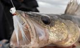Catching Walleye: Key Upgrades for Your Tackle Box