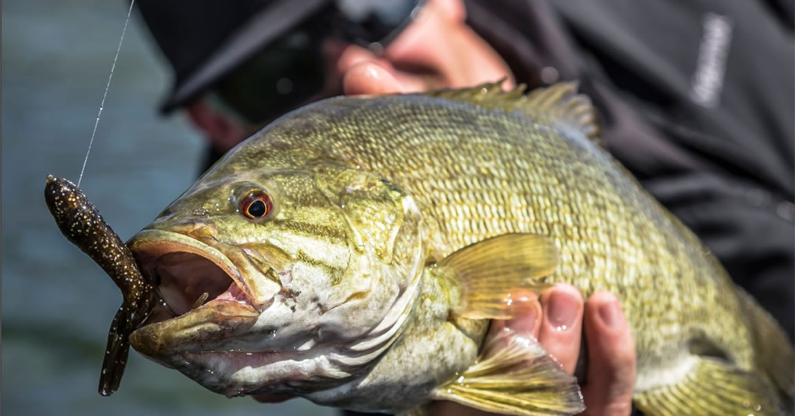 Slow Plastics Down Deep for Fall Smallmouth