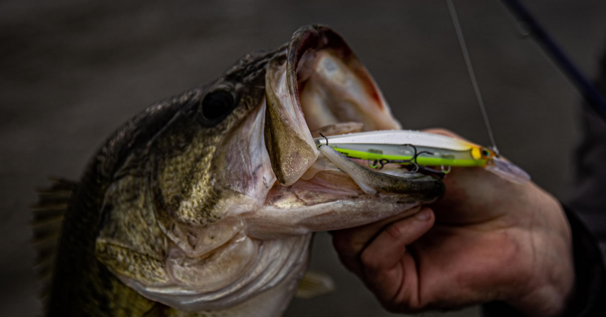 Techniques for Better Bassin': Part One