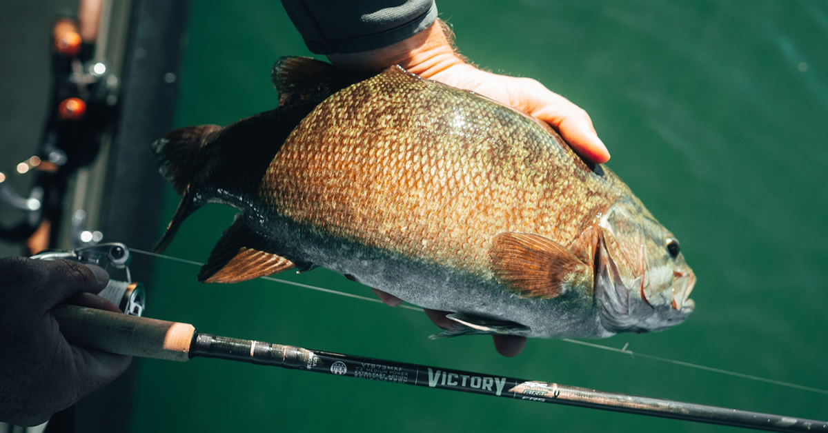 Tips for Early-Summer Smallmouth Success